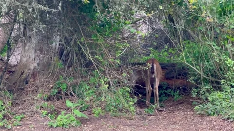 Mule Deer in forest Stock Footage 242466969