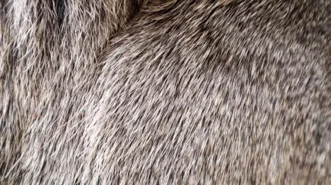 Mule deer fur background texture image. Gray fur close-up. Stock Photos