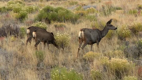 Mule deer grazing among dry grass, shrubs, and wildflowers near Great Sand Видео 336695347