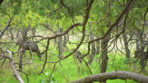 Mule Deer Grazing on the Emerald Pools Trail in Zion National Park, Utah Stock Footage 331999954