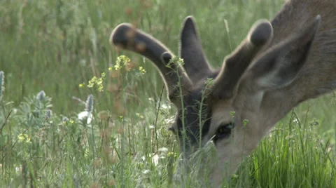 Mule Deer Grazing Stock Footage