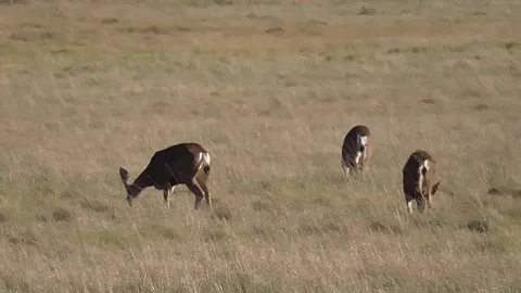 Mule Deer Grazing Stock Footage 124296226