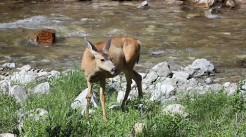 Mule Deer Grazing Next to a River Stream in Waterton Lakes National Park, Canada 스톡 동영상 1184000