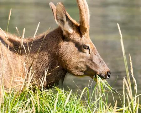 Mule Deer Grazing Stock Photos