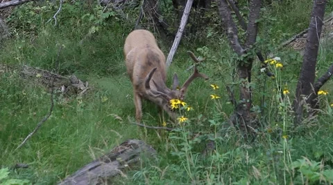 Mule deer grazing on summer grasses Stock Footage 47453614