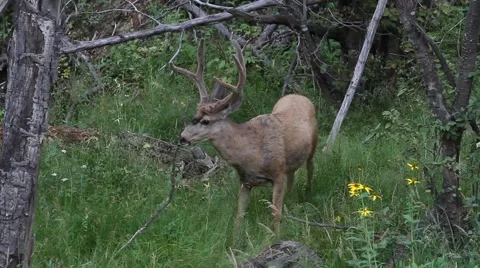 Mule deer grazing on summer grasses Stock Footage 47453636