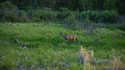 Mule Deer Grazing Through Lush Meadow Near Sprague Lake Forest Stock Footage 339845053