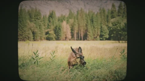 Mule deer at the green meadows of Yosemite Valley National Park, California,  Stock Footage 136732357