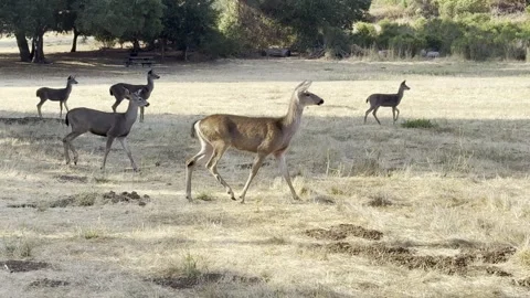 Mule deer herd focused on distant disturbance Stock Footage 322552580