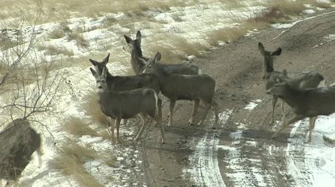 Mule Deer Herd Stock Footage 54742805