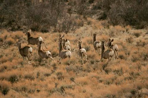 Mule Deer Herd Stock Photos