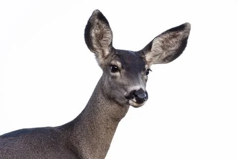 Mule Deer Isolated On White Stock Photos