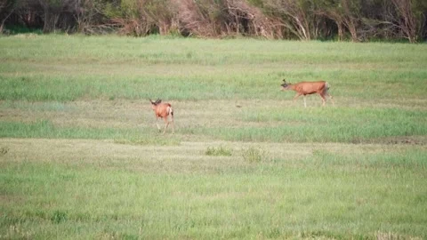 A mule deer is joined by another and they walk off together, Colorado Stock-Footage 246943683