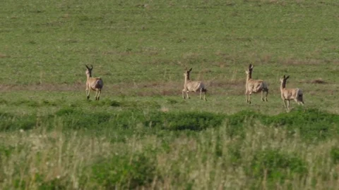 Mule deer jump across grassy prairie in evening Stock Footage 83467360