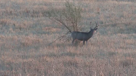 Mule deer in the late fall Stock Footage 74858547