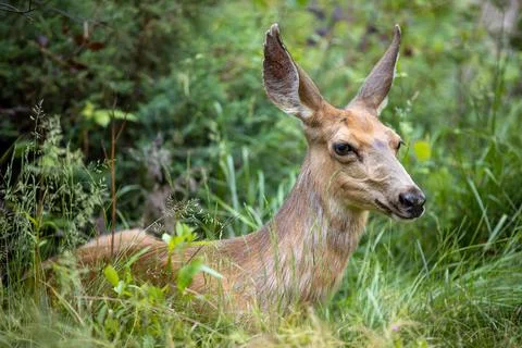Mule deer laying down resting Stock-Fotos