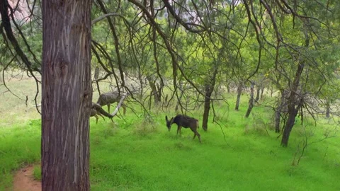 Mule Deer in Lush Forest at Emerald Pools Trail, Zion National Park Stock Footage 332016138