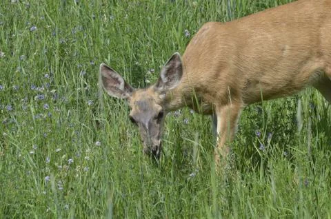 Mule deer in meadow  Stock Photos