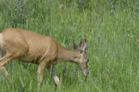 Mule deer in meadow  Stock Photos
