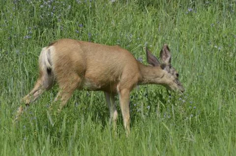 Mule deer in meadow  Stock Photos