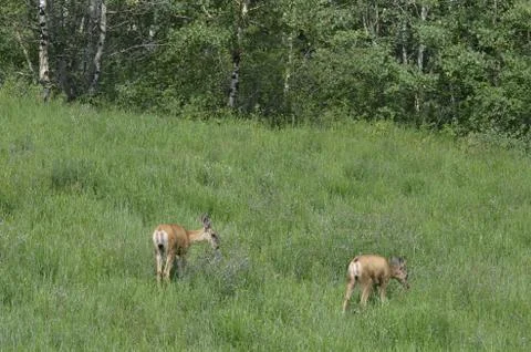 Mule deer in meadow  Stock Photos