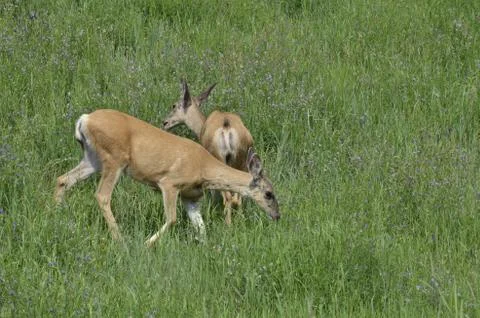 Mule deer in meadow  Stock Photos