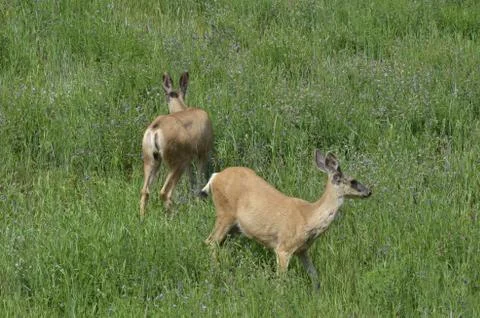 Mule deer in meadow  Stock Photos
