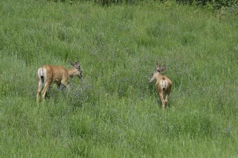 Mule deer in meadow  Stock Photos
