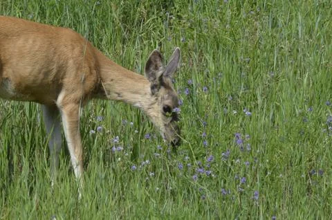 Mule deer in meadow  Stock Photos