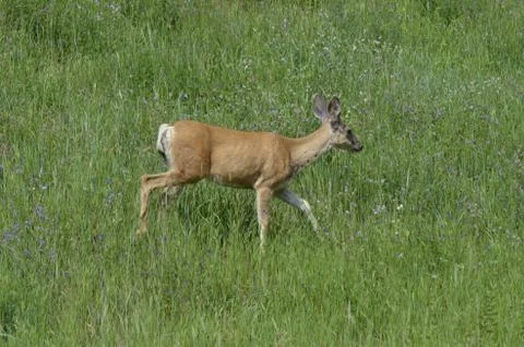 Mule deer in meadow  Stock Photos