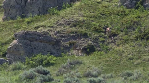 Mule deer mom with two small spotted fawns graze near prairie hoodoos Stock Footage 338989796