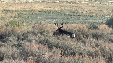 Mule deer moving through the sage brush Stock Footage 74858834