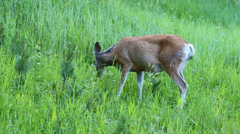 Mule Deer (Odocoileus hemionus) Stock-Footage 24492401