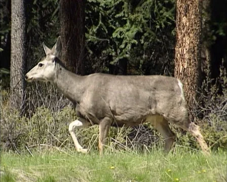 Mule deer, Odocoileus hemionus, at forest edge - tracking shot Stock Footage 34950090