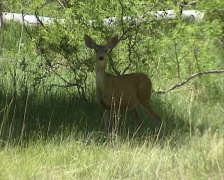 Mule deer (Odocoileus hemionus) standing in shade, stamping front feet - danger Stock Footage 41884818