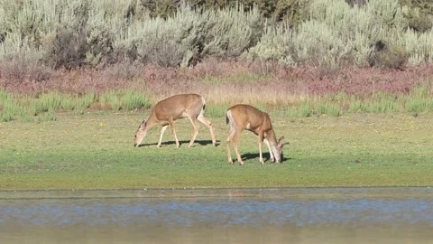 Mule deer pair on the shore of a desert reservoir Stock Footage 343694254