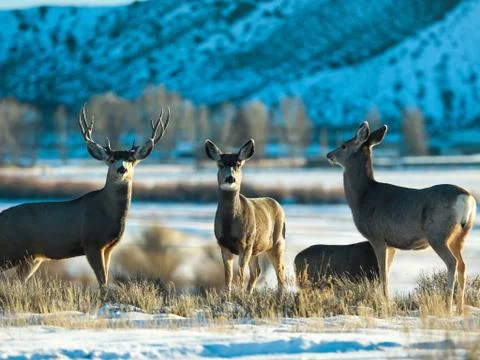 Mule Deer Stock Photos