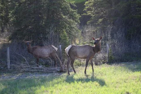 Mule Deer Stock Photos