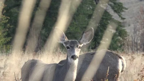 Mule Deer portrait.  Exclusive Stock Footage 214046401