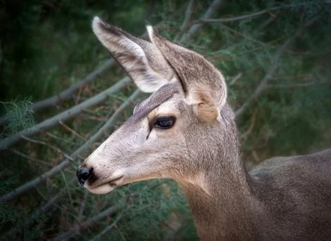 Mule Deer Profile of Head Stock Photos