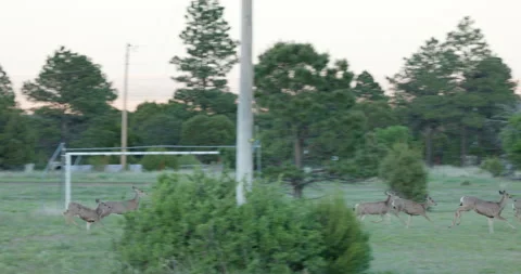 Mule Deer Running Video stock 244156626