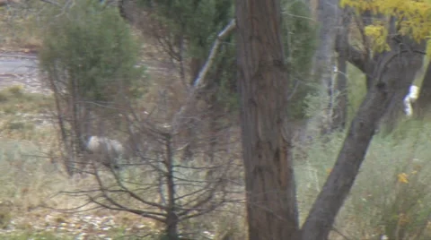 Mule Deer Running in High Brush Stock Footage 48779544