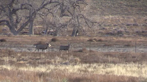 Mule Deer in Rut Vídeos de archivo 33320201