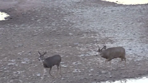 Mule Deer Rutting Vídeos de archivo 33369008
