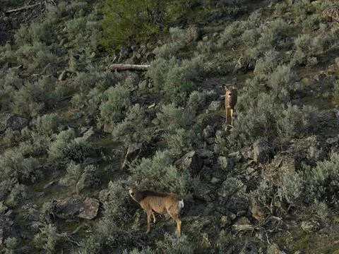 Mule Deer in the sage brush Stock Photos