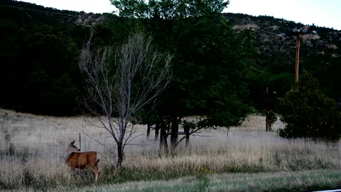 A Mule Deer at the side of a road before dawn, PART 2 OF 4 OF A SEQUENCE Stock Footage