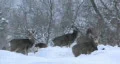 Mule Deer in snow blizzard HD HD Footage