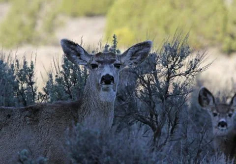 Mule Deer Stare Stock Photos