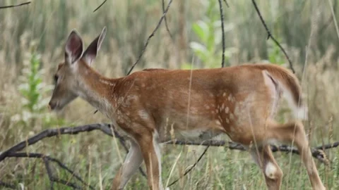 Mule Deer Strolling Through a Colorado Park Stock Footage 344689375