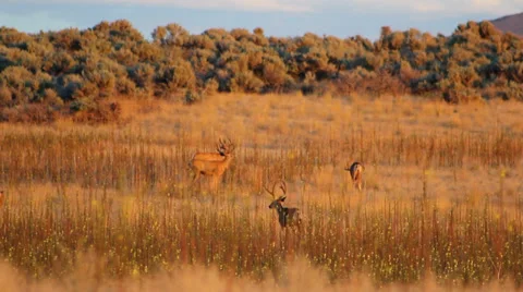 Mule deer at sunset 2 스톡 동영상 32446220